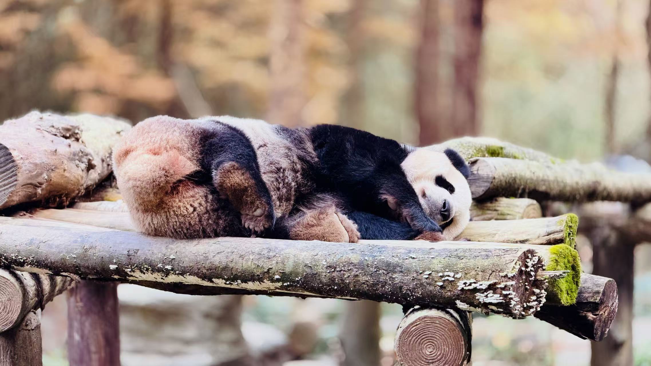 Paddy Panda Studio Banner